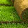 Gardening Boosts Mental Health