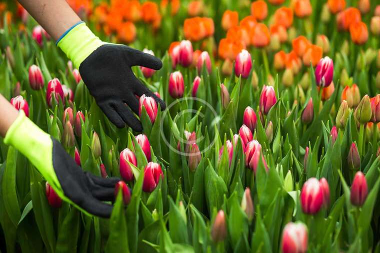 Taking the Most out of It: Flowers and Butterflies